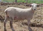 Sheep Trax Maverick 441M